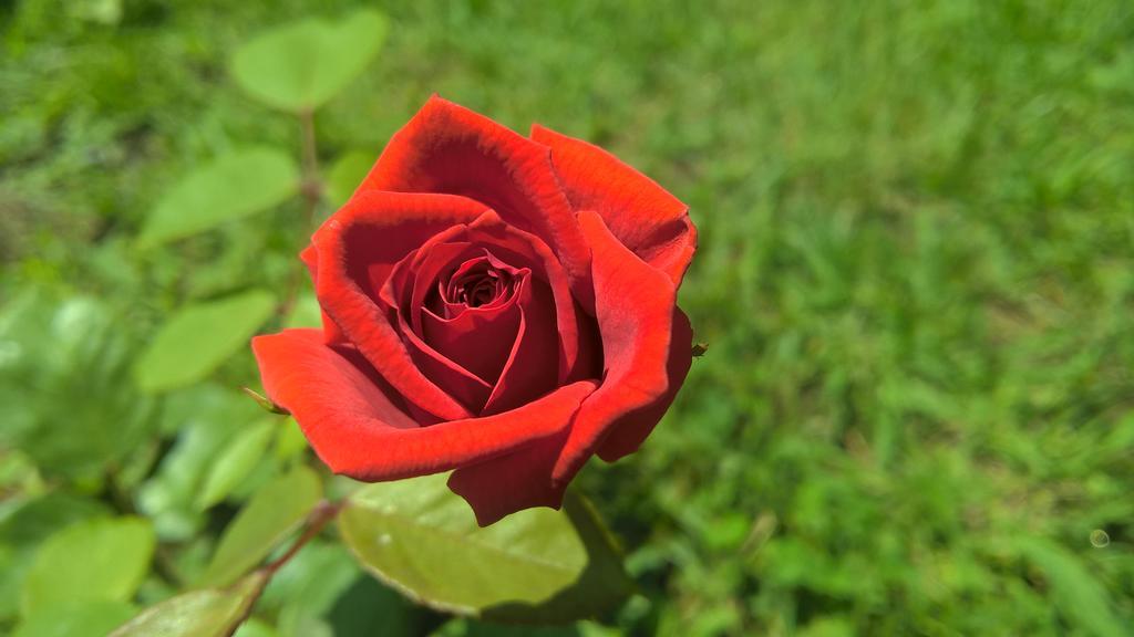 La Corte Delle Rose B&B Прая-а-Маре Экстерьер фото
